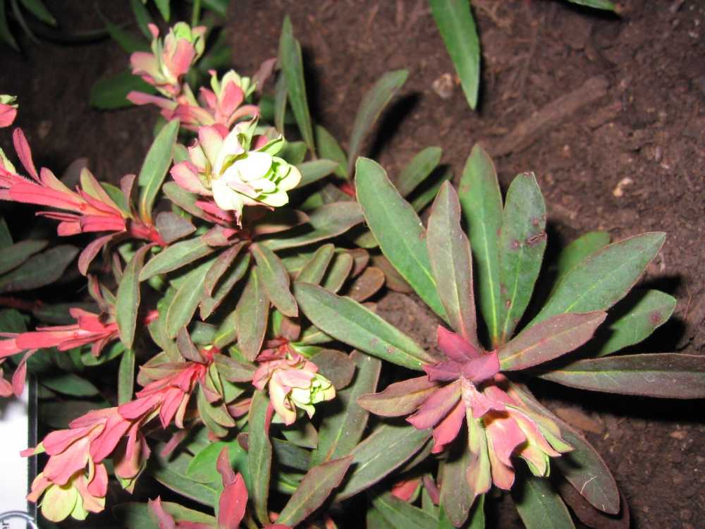Euphorbia amygdaloides 'Rubra' (Rotblättrige Wolfsmilch)